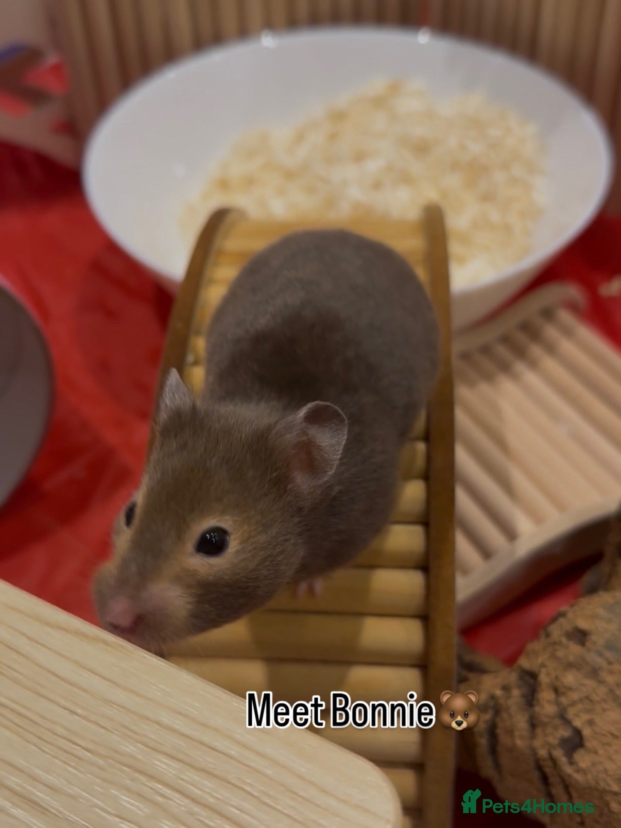 Hamster rodents Hamsters for Adoption🐹 - Advert 2