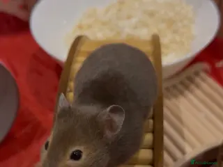 Hamster rodents Hamsters for Adoption🐹 - Advert 2