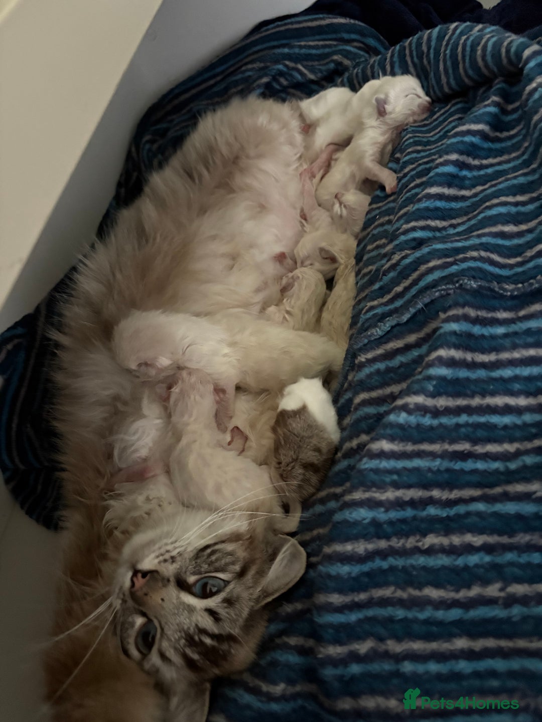 Ragdoll cats for sale: 4 Beautiful Female Ragdoll kittens for sale  - Image 16