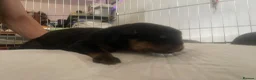 Mixed Breed dogs for sale: Beautiful rottwiler x German shepherd puppies.  - Advert 4