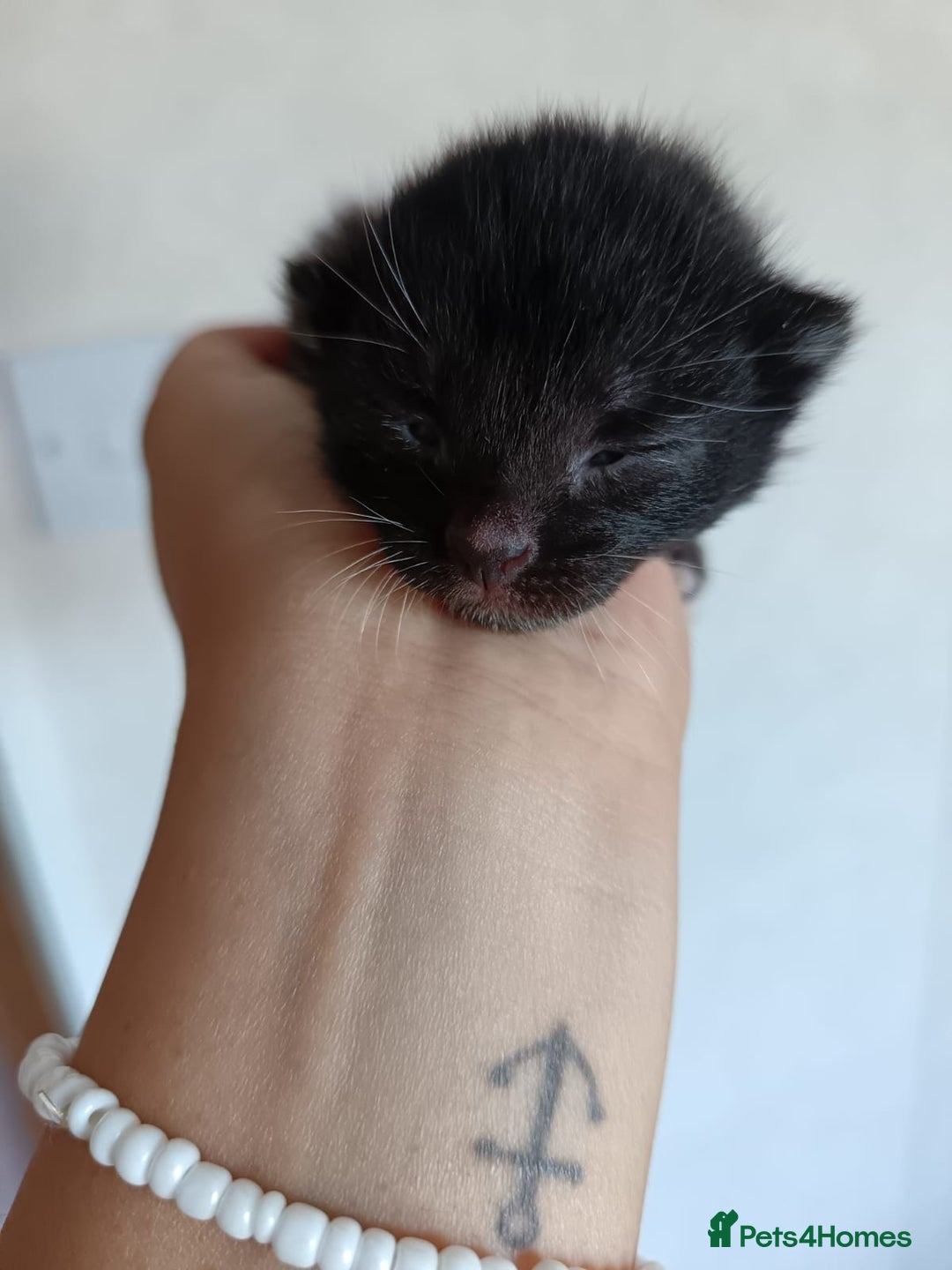 Mixed Breed cats for sale: 🐾 Kittens Looking for Loving Homes! 🐾 - Advert 7