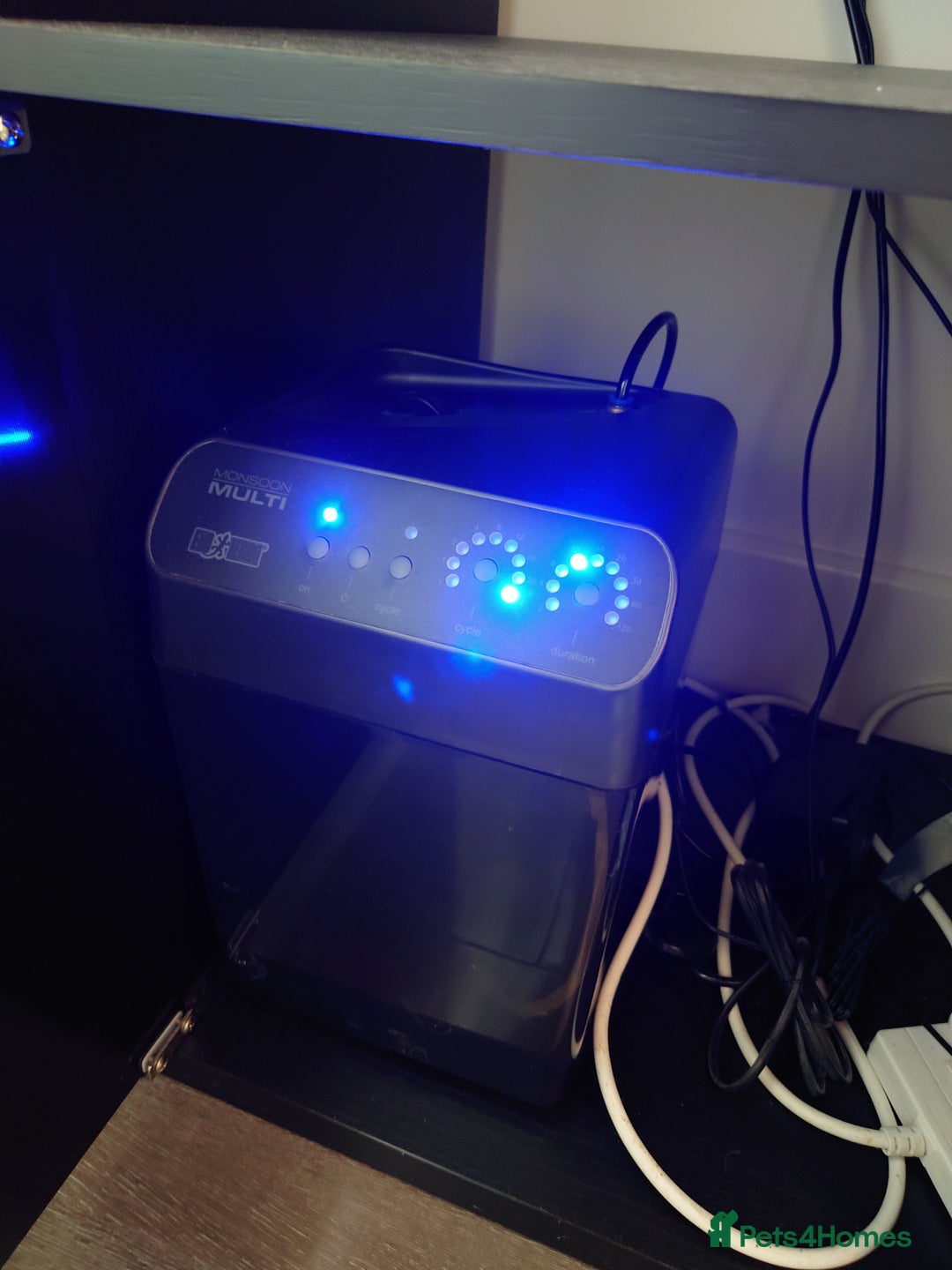 Garter Snake reptiles for sale: San Francisco Garter Snakes – Complete Setup - Advert 2