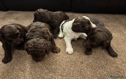 Cockapoo dogs for sale: F2 Cockapoo Puppies - Image 6