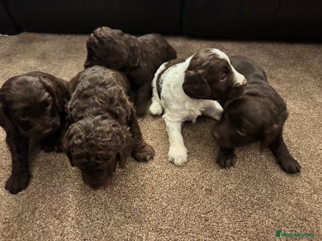 Cockapoo dogs for sale: F2 Cockapoo Puppies - Image 6