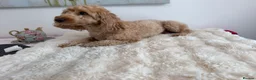 Cockapoo dogs for sale: Say Hello To Our Most Adorable Cockapoo Puppies - Advert 3