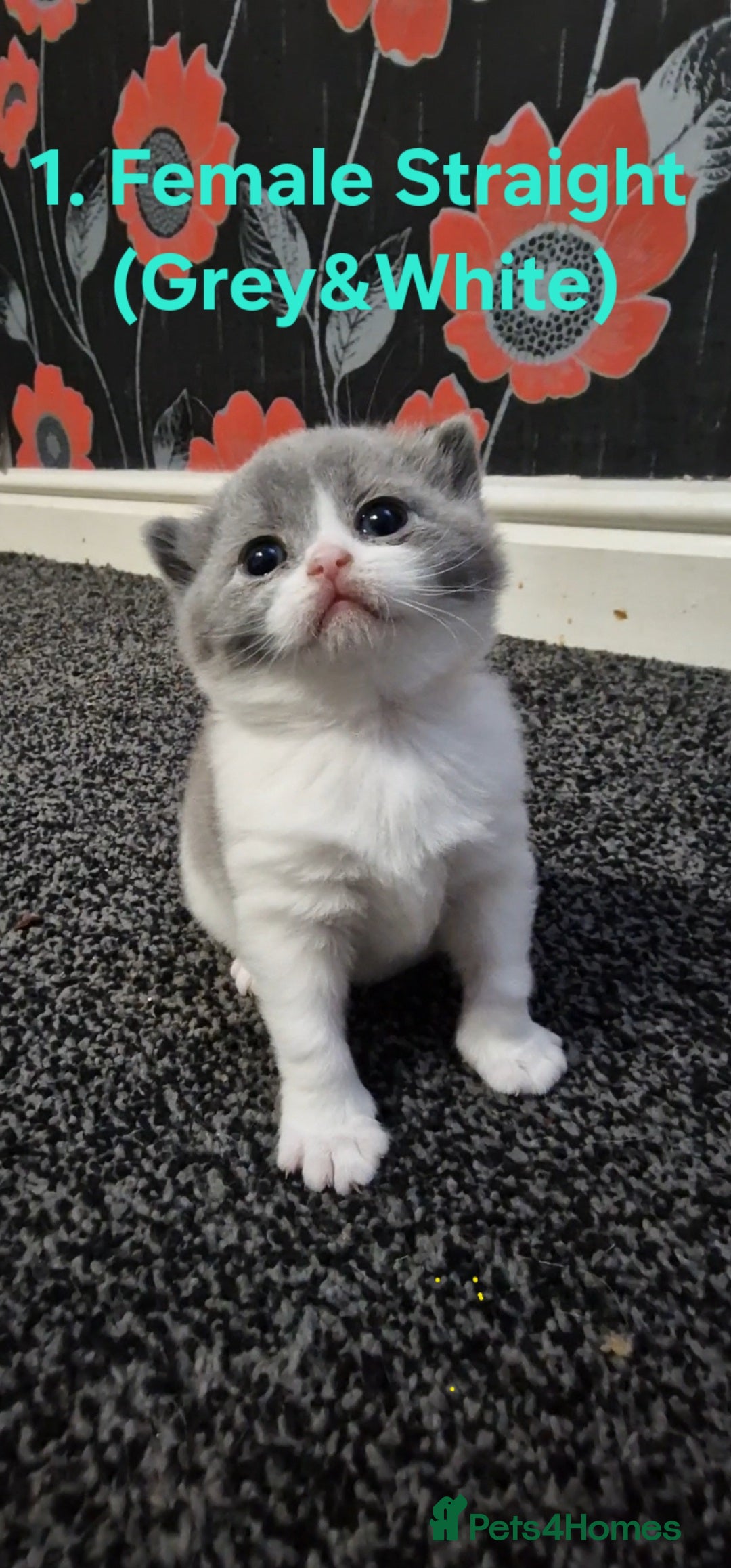 Scottish Fold cats Beautiful Scottish Fold/British Shorthair Kittens! - Advert 4