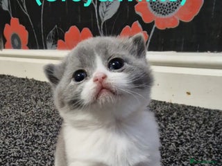 Scottish Fold cats for sale: Beautiful Scottish Fold/British Shorthair Kittens! - Advert 1