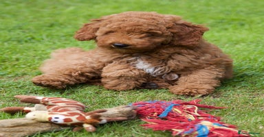 Cavapoochon dogs - Advert 1