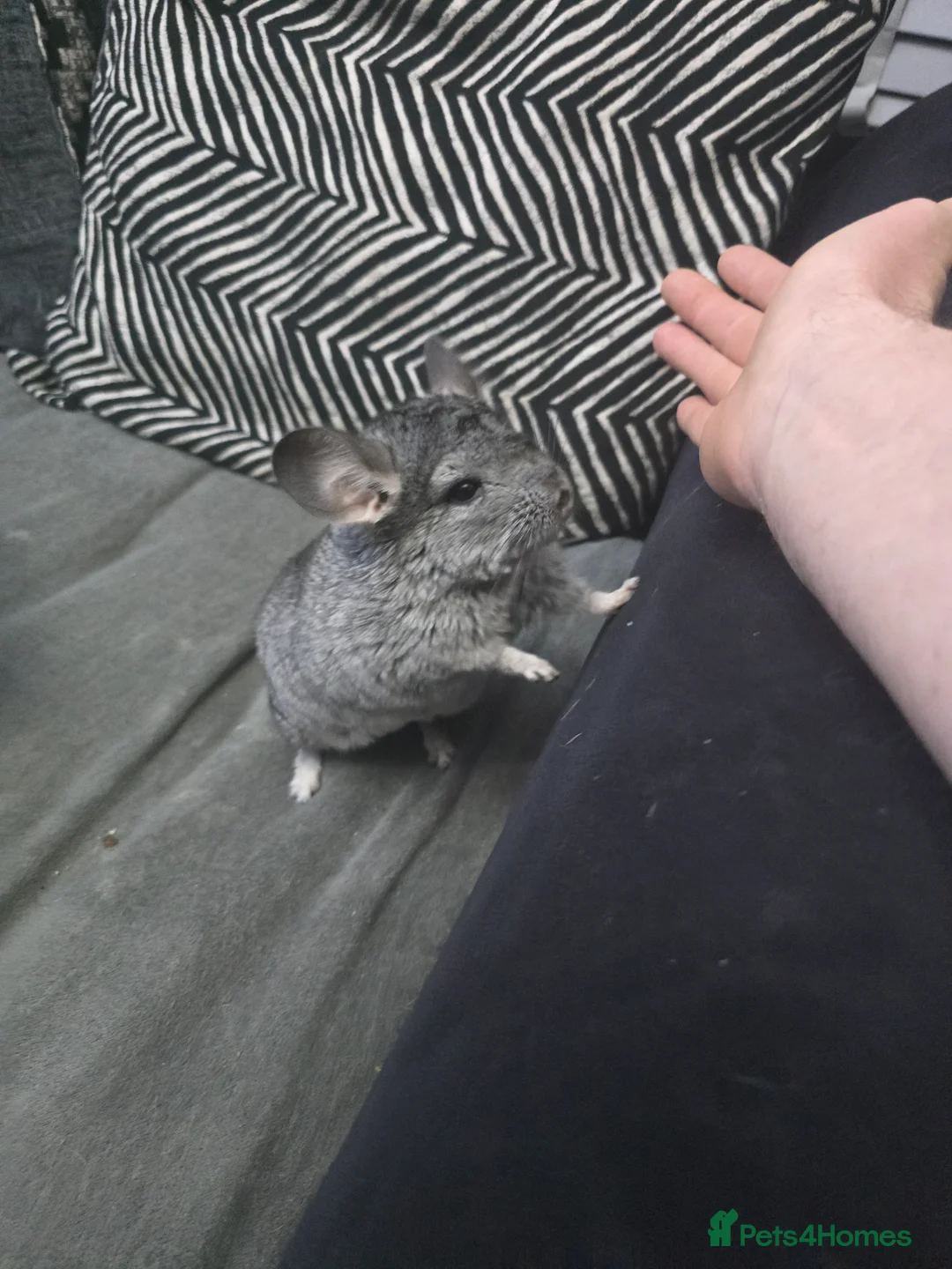 Chinchilla rodents for sale: Lovely Hetero baige Chinchilla kits  - Advert 7