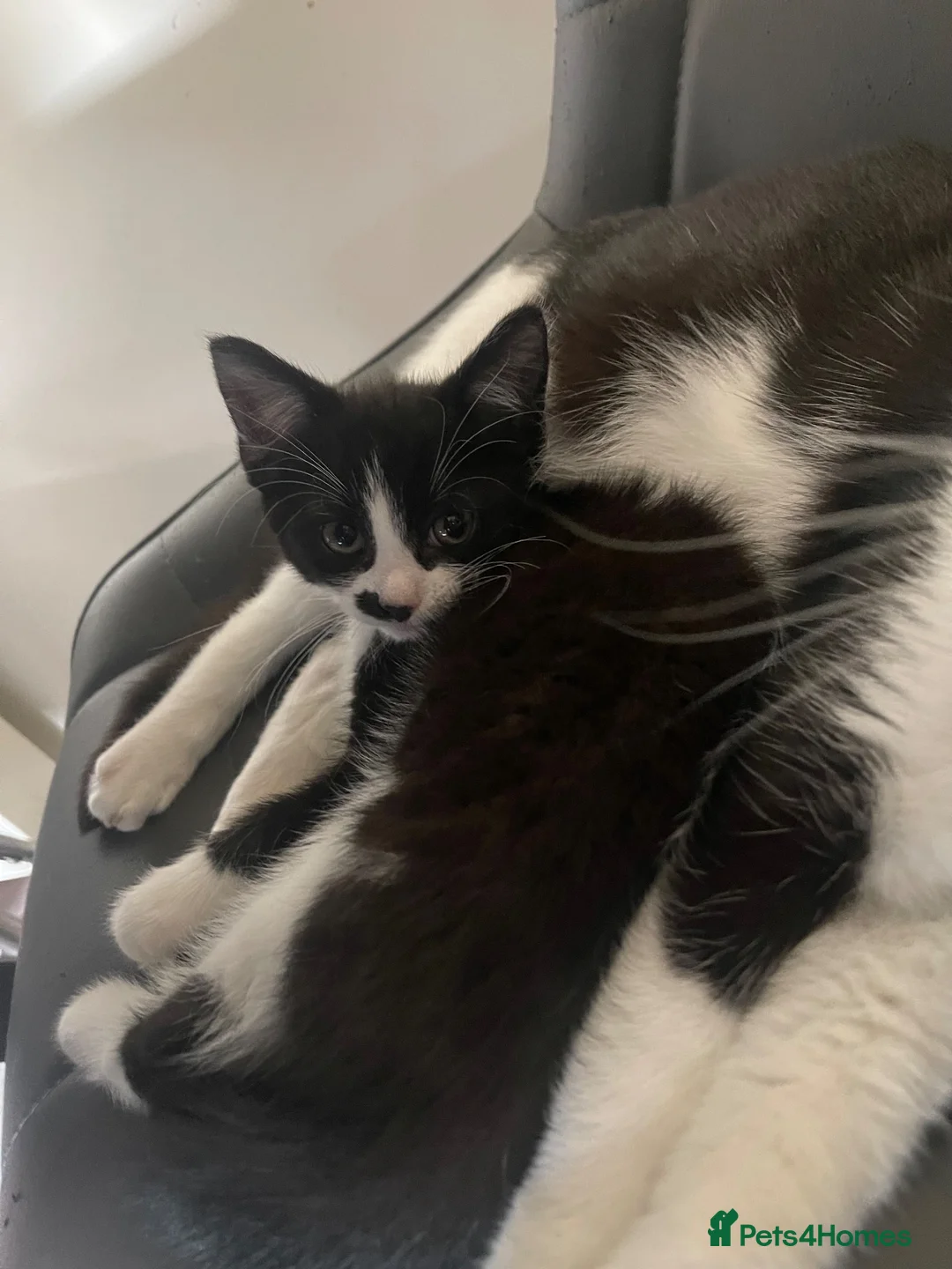 British Shorthair cats for sale: Female kitten - Advert 9