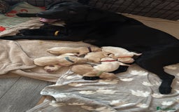 Labrador Retriever dogs for sale: 9 stunning Labrador puppies  - Image 10