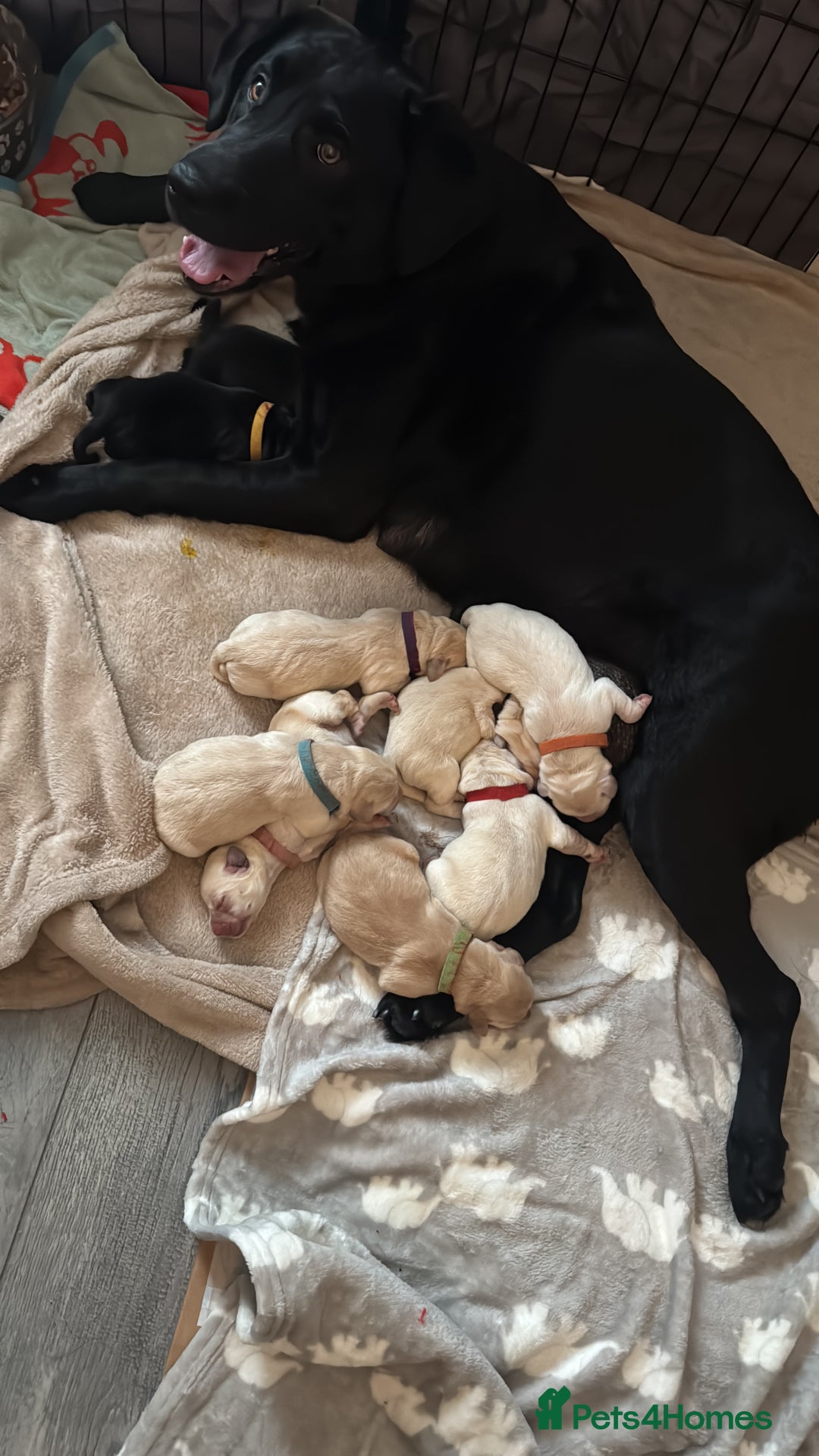 Labrador Retriever dogs for sale: 9 stunning Labrador puppies  - Image 10