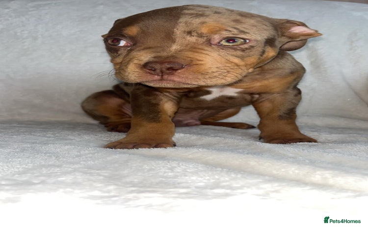 American Bully dogs - Advert 2