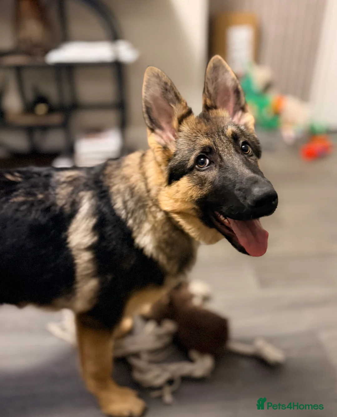 German Shepherd dogs for sale: 4.5 month old male German Shephard - Advert 8
