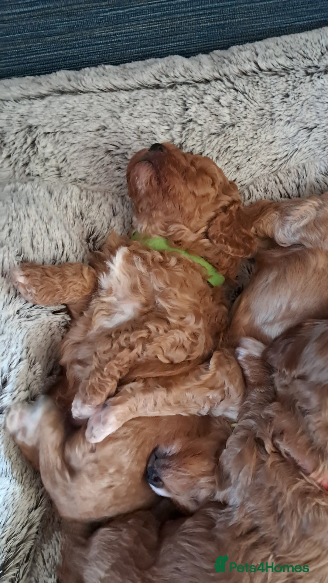 Cavapoo dogs for sale: Adorable Cavapoo Puppies -Ready 23rd -December! - Advert 17