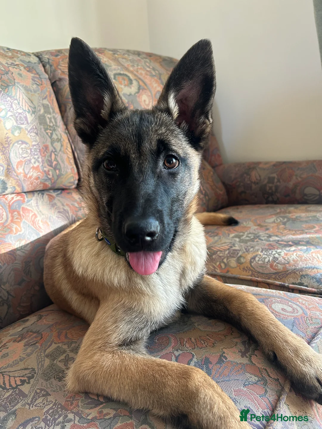 Belgian Shepherd Dog dogs for sale: Belgian Malinois Puppy – 8 Months Old - Advert 6