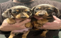 Dachshund dogs for sale: 4 gorgeous puppies for sale - Image 8
