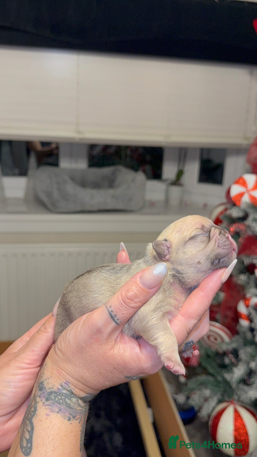 French Bulldog dogs for sale: Elegant Litter of Six KC Registered French Bulldog - Advert 2