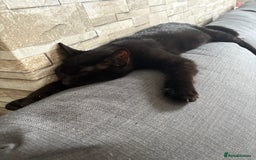 Bombay cats for sale: Bombay male kitten ( NOT£50 (FREE) - Image 6