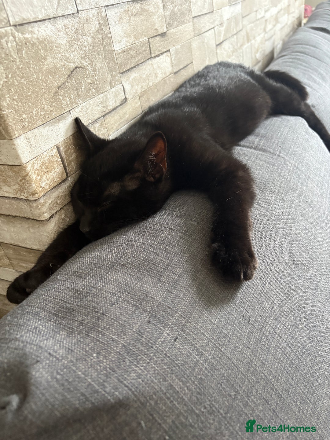 Bombay cats for sale: Bombay male kitten ( NOT£50 (FREE) - Image 6