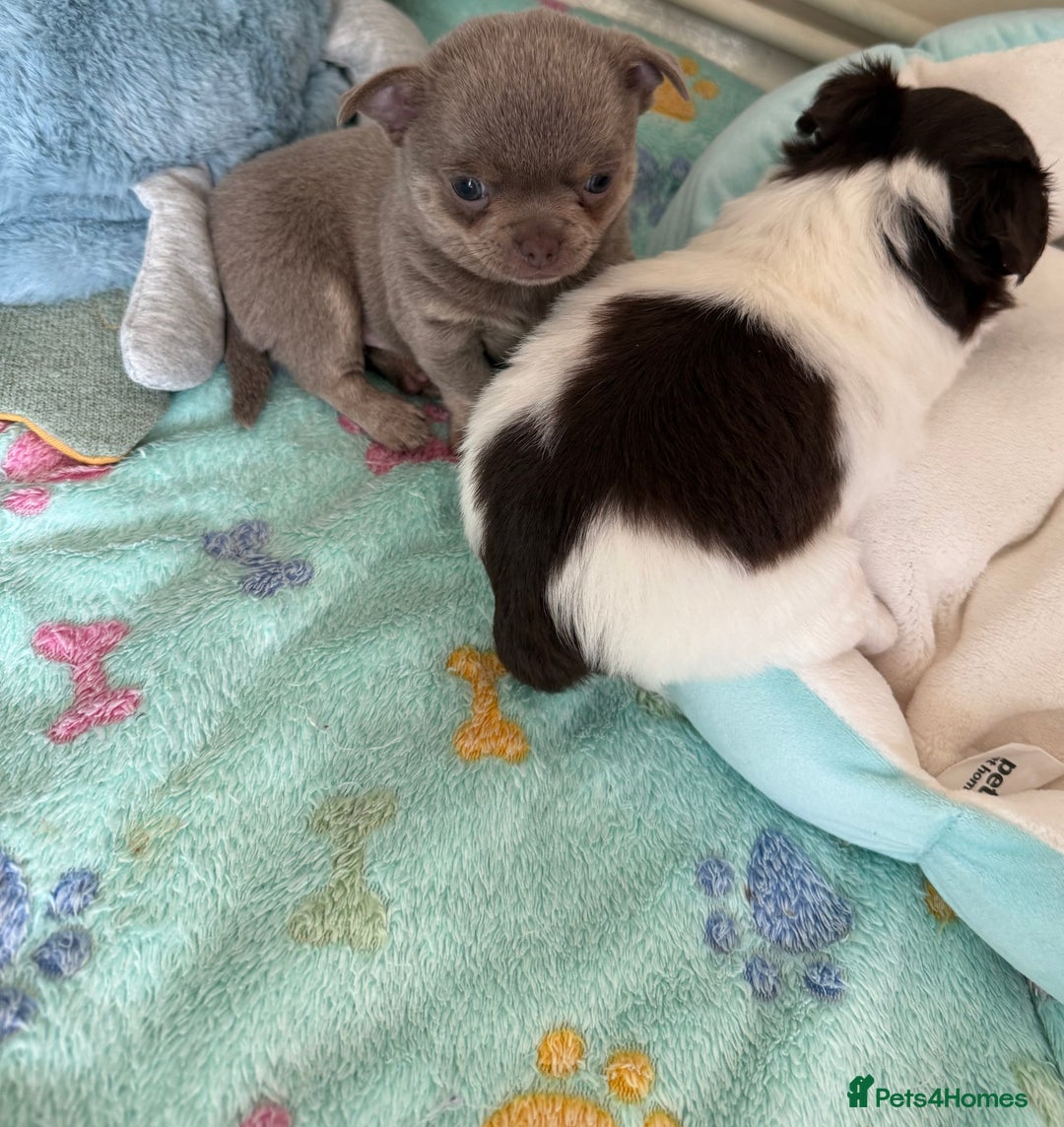 Chihuahua dogs for sale: KC reg Handsome lilac & tan boy 🍎 🐶  - Image 19