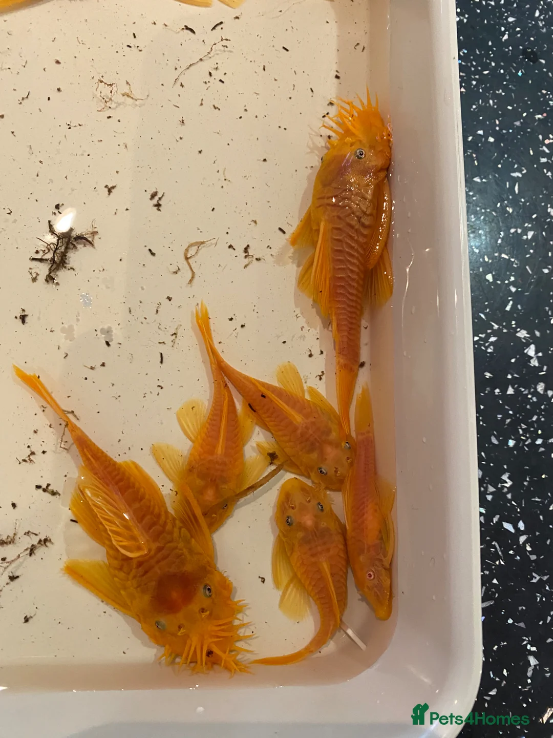 Plecos fish for sale: Blue eye lemon bristlenose plecos in Tamworth - Advert 2