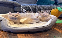 Maine Coon cats for sale: TICA Ginger, Red & Blue Tortie Maine Coon  - Image 20