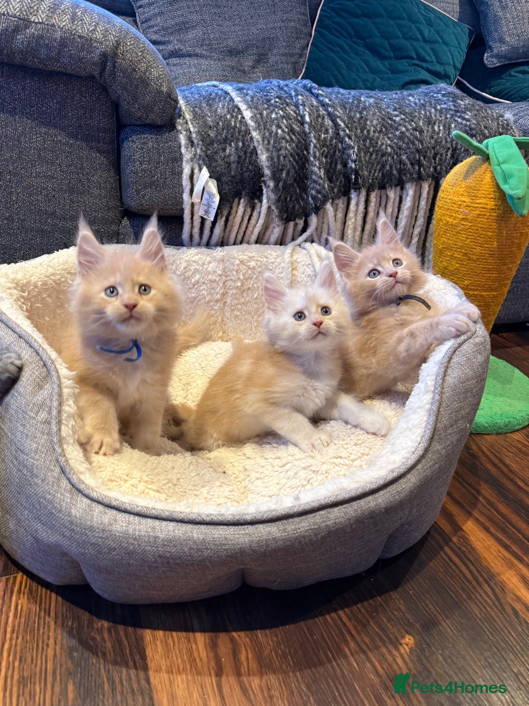 Maine Coon cats for sale: TICA Ginger, Red & Blue Tortie Maine Coon  - Image 20