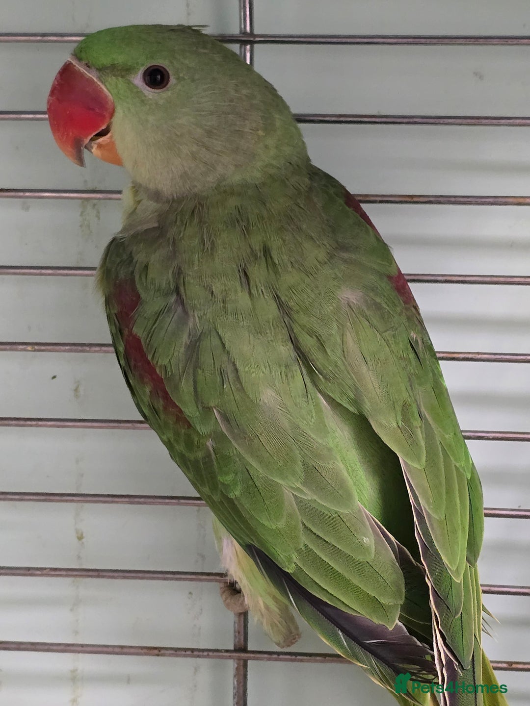 Ringnecks birds for sale: Cheeky Ringnecks, Alexandrine & Rock Pebblar!!! - Advert 8