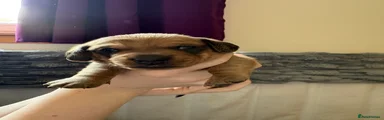 Dachshund 2