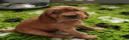 Cocker Spaniel dogs for sale: Neutered Golden Boy Available  - Advert 4