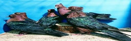 Pigeons birds for sale: RARE GREEN WING ARCHANGEL PIGEONS - Advert 1
