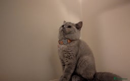 British Shorthair cats for sale: 2 BSH female kittens  - Image 6