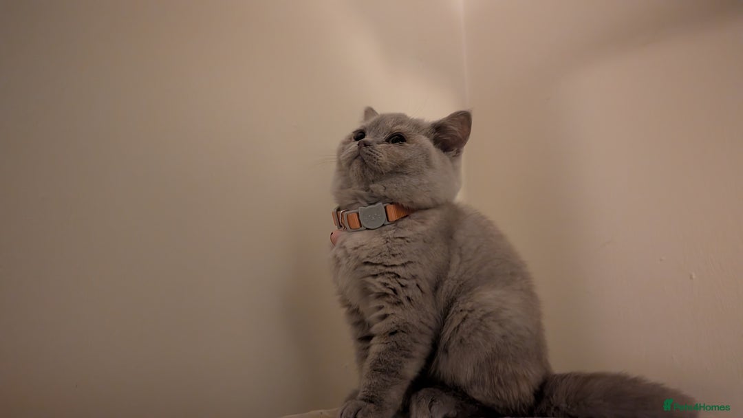 British Shorthair cats for sale: 2 BSH female kittens  - Image 6