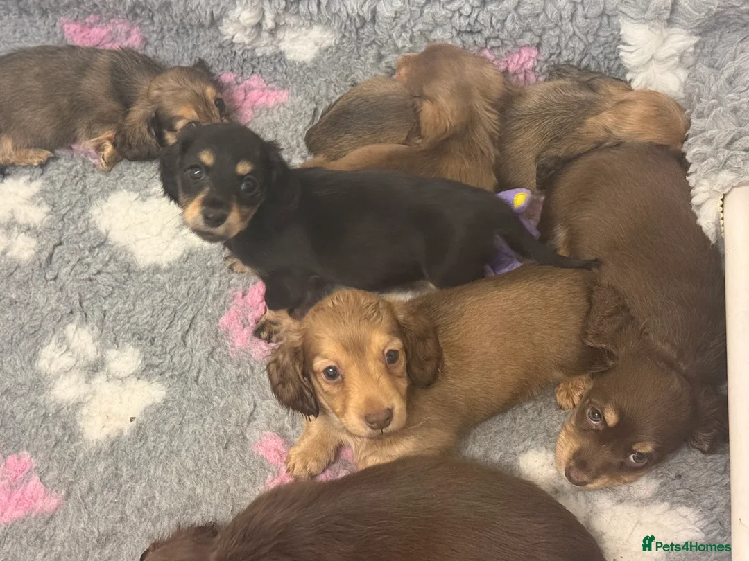 Miniature Dachshund dogs for sale: Miniature long haired Dachshund puppies Kc reg  - Advert 17