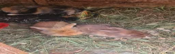 Mini Lion Lop rabbits for sale:   9 Mini Lion x lops - Advert 2