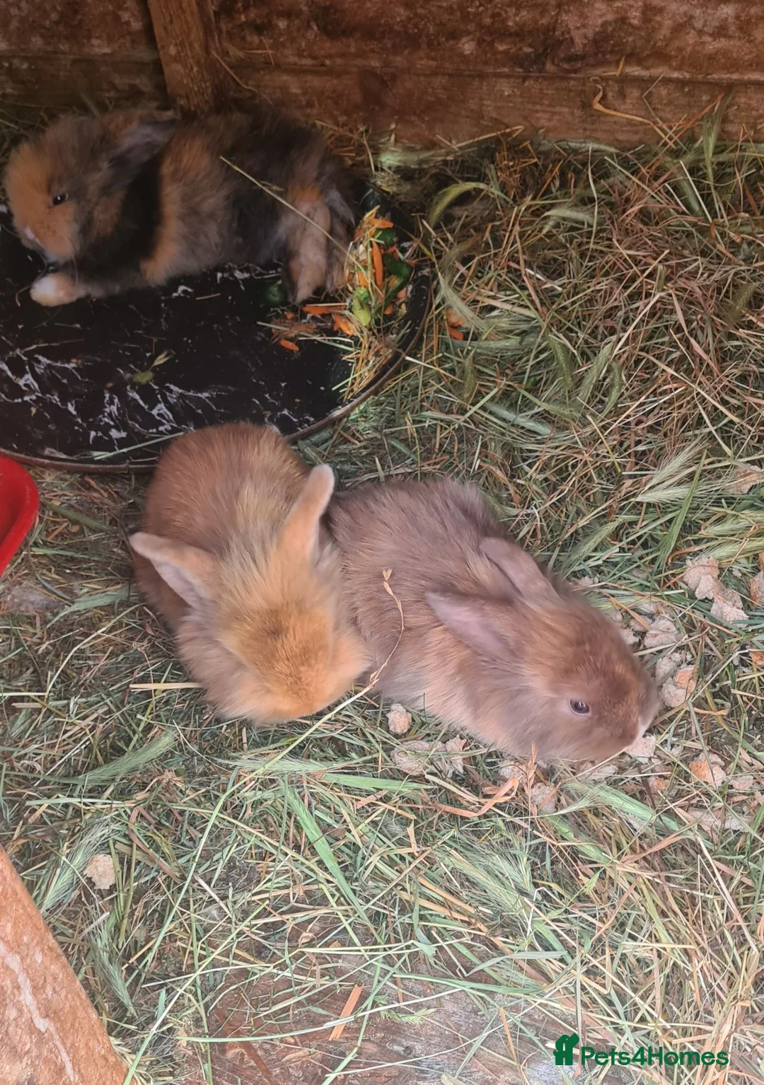 Mini Lion Lop rabbits for sale:   9 Mini Lion x lops - Advert 2