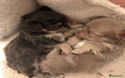 Chihuahua dogs for sale: Beautiful mink lilac chihuahua puppy - Image 7