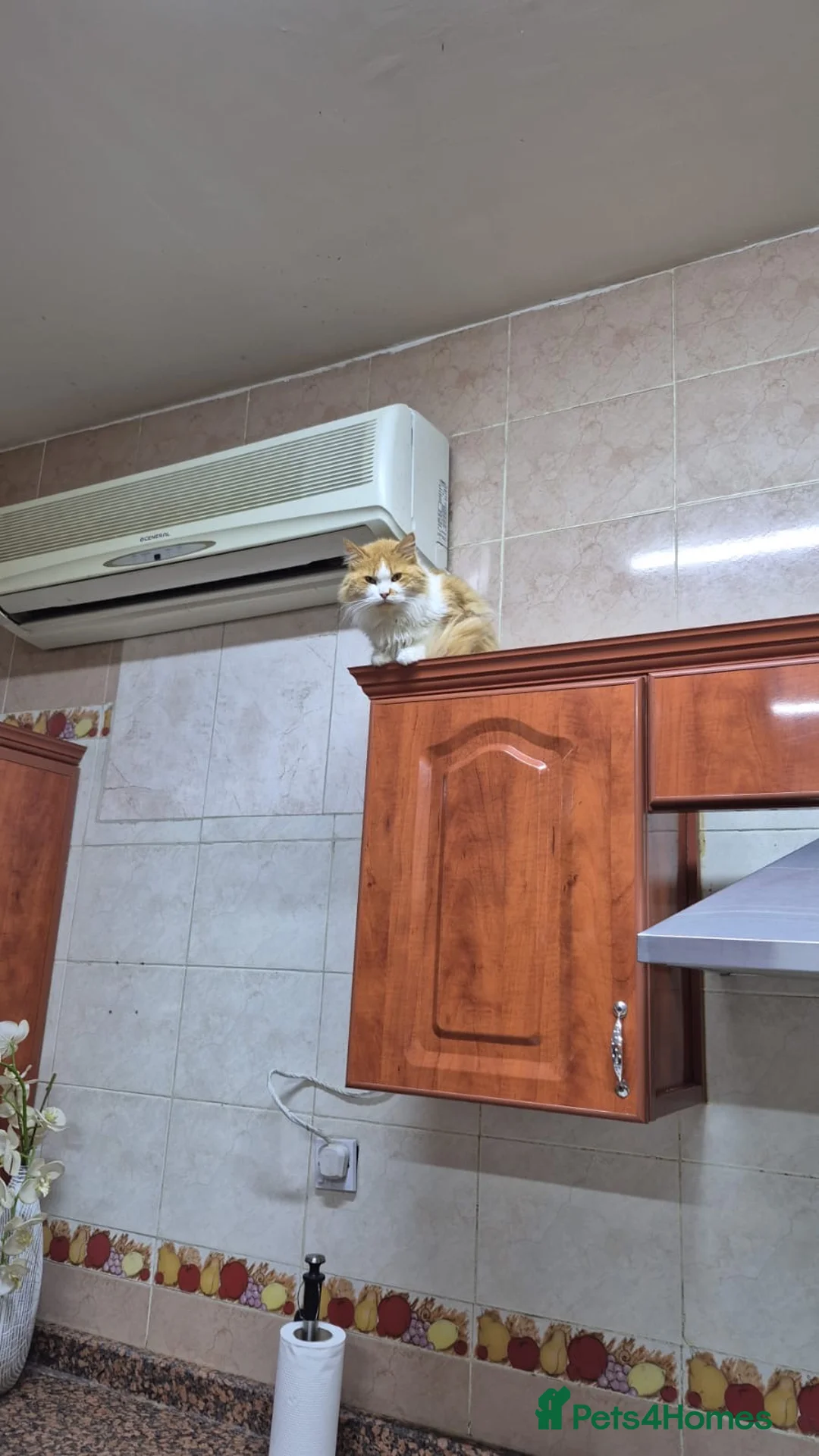 Mixed Breed cats for adoption: Maisie - Advert 2