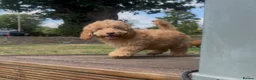 Cockapoo dogs for sale: Affectionate toy Cockapoo girls  - Advert 14