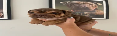 Ferrero 
