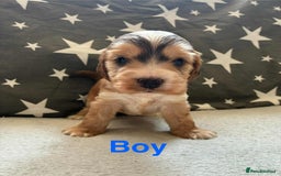 Cocker Spaniel dogs for sale: ❤️Beautiful kc show type cocker spaniel puppies - Image 2