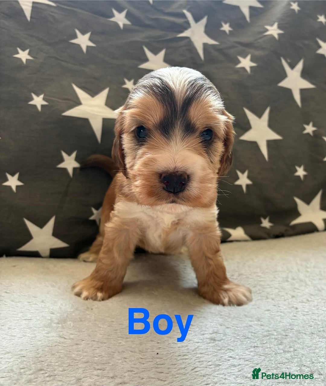 Cocker Spaniel dogs for sale: ❤️Beautiful kc show type cocker spaniel puppies - Image 2