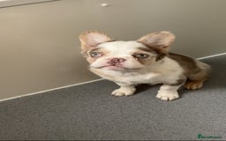 French Bulldog dogs for sale: Fluffy French bulldog for sale - Image 2