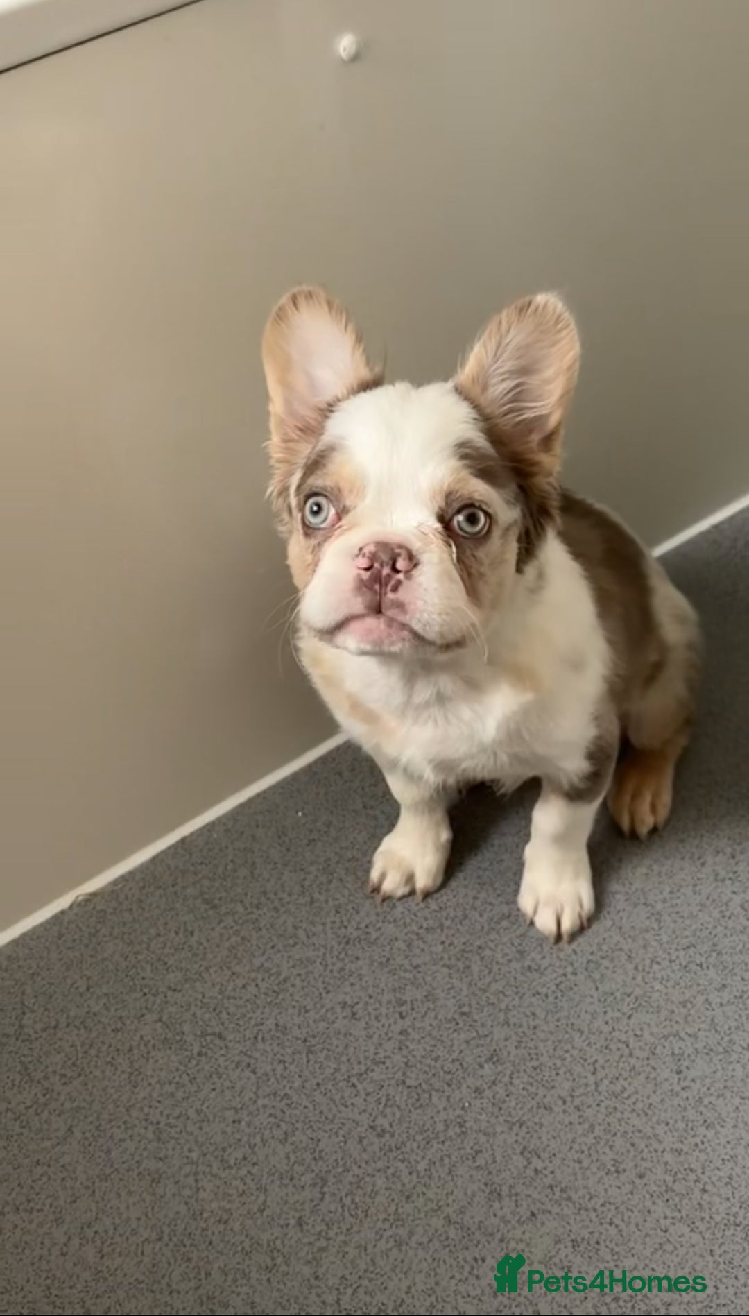 French Bulldog dogs for sale: Fluffy French bulldog for sale - Image 2