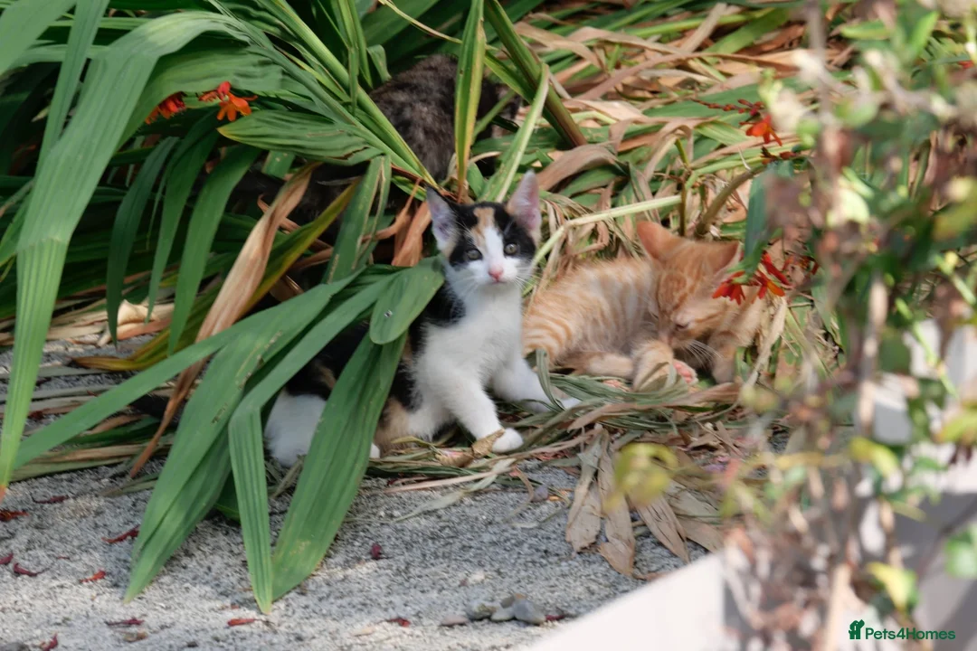 Mixed Breed cats for sale: 🐾 Beautiful young calico girl looking for a home - Advert 1