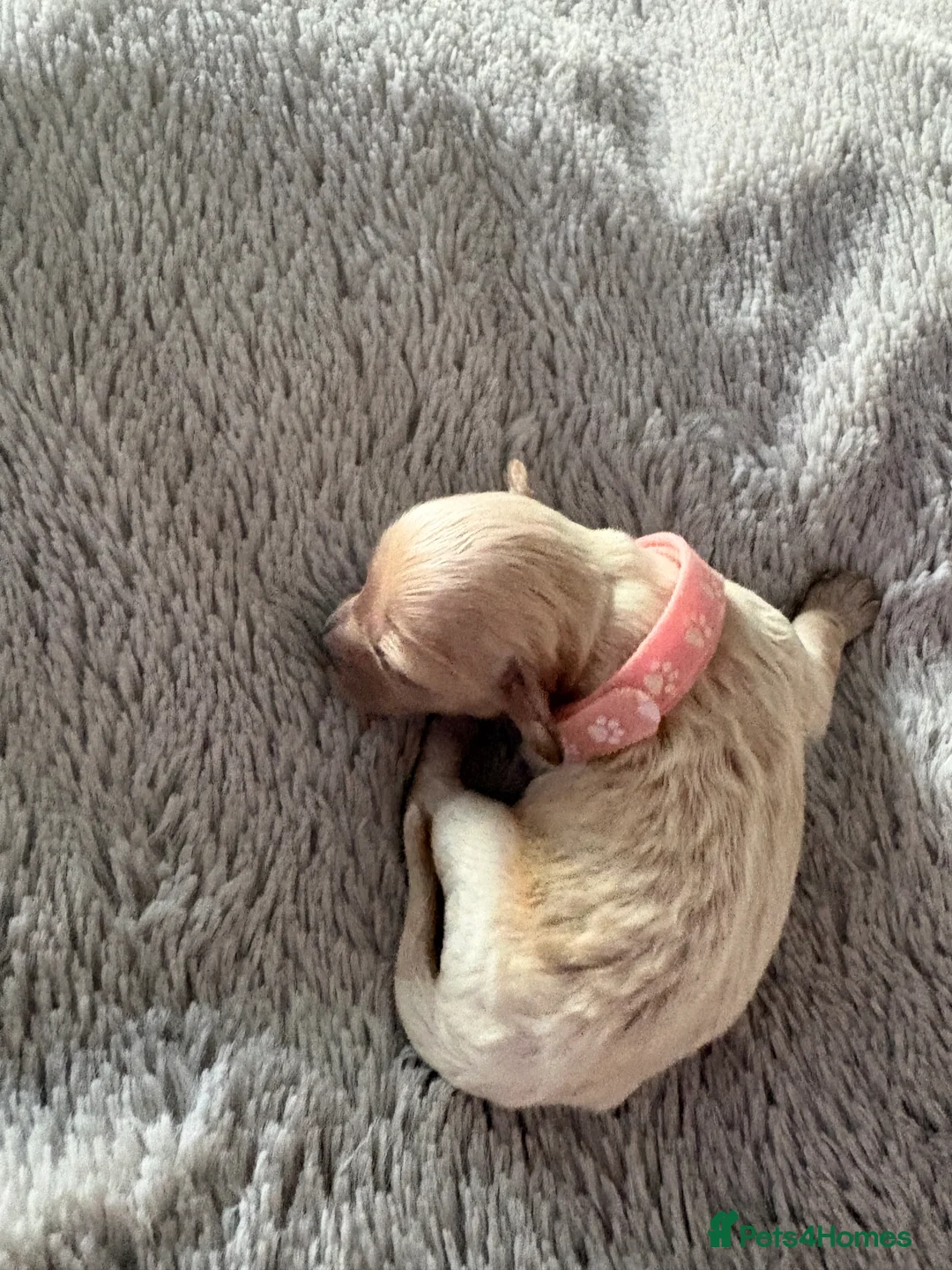 Cavapoo dogs for sale: 🧸⭐ F1 Health tested Cavapoos⭐🧸 - Advert 13