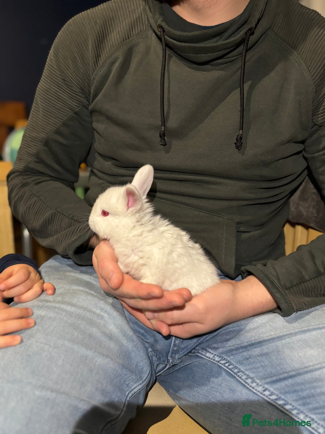 New Zealand rabbits for sale: Rabbits White New Zealand for Sale in Mountain Ash - Advert 5