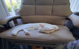 Khao Manee cats for sale: Khao Manee Diamond Eye cat White all over - Image 9
