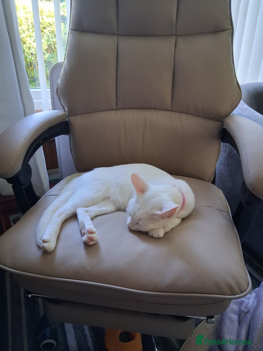 Khao Manee cats for sale: Khao Manee Diamond Eye cat White all over - Image 9